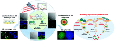 Graphical abstract: Dimension switchable auto-fluorescent peptide-based 1D and 2D nano-assemblies and their self-influence on intracellular fate and drug delivery