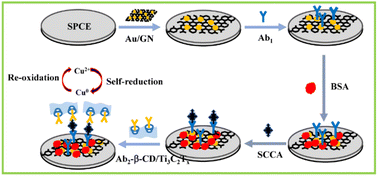 Graphical abstract: β-Cyclodextrin-functionalized Ti3C2Tx MXene nanohybrids as innovative signal amplifiers for the electrochemical sandwich-like immunosensing of squamous cell carcinoma antigen