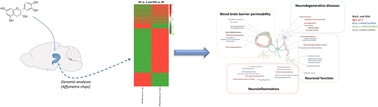Graphical abstract: (−)-Epicatechin exerts positive effects on anxiety in high fat diet-induced obese mice through multi-genomic modifications in the hippocampus