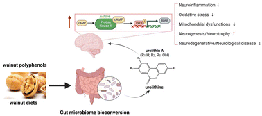 Graphical abstract: Walnut polyphenols and the active metabolite urolithin A improve oxidative damage in SH-SY5Y cells by up-regulating PKA/CREB/BDNF signaling