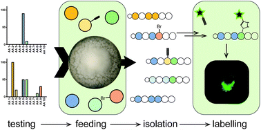 Graphical abstract: Macrophage-targeting oligopeptides from Mortierella alpina