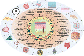 Graphical abstract: Probiotics and postbiotics play a role in maintaining dermal health
