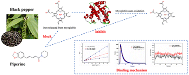 Graphical abstract: Binding behavior and antioxidant study of spice extract piperine with respect to meat myoglobin