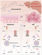 Graphical abstract: Ginsenoside Rd, a natural production for attenuating fibrogenesis and inflammation in hepatic fibrosis by regulating the ERRα-mediated P2X7r pathway