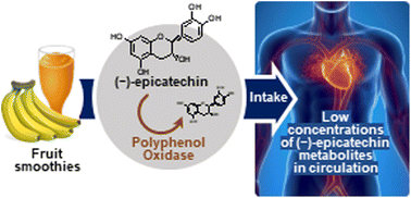 Graphical abstract: Impact of polyphenol oxidase on the bioavailability of flavan-3-ols in fruit smoothies: a controlled, single blinded, cross-over study