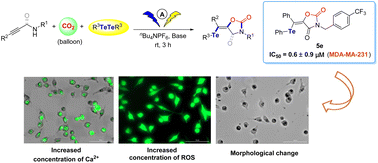 Graphical abstract: Electrocatalytic three-component reactions: synthesis of tellurium-containing oxazolidinone for anticancer agents