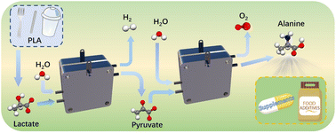 Graphical abstract: Beyond biodegradation: upcycling of polylactic acid plastic waste into amino acids via cascade catalysis under mild conditions