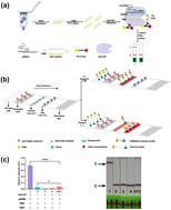 Graphical abstract: Rapid and visual detection of hepatitis B virus using the ERA/Cas12f1_ge4.1-based lateral flow assay system
