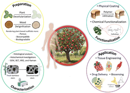 Graphical abstract: Hijacking plant skeletons for biomedical applications: from regenerative medicine and drug delivery to biosensing