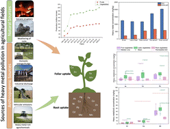 Graphical abstract: Heavy metal contamination in wastewater-irrigated vegetables: assessing food safety challenges in developing Asian countries