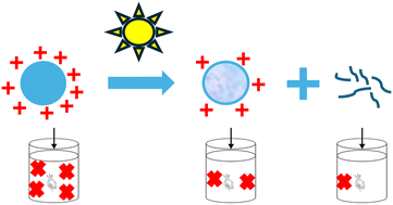 Graphical abstract: UV-B degradation affects nanoplastic toxicity and leads to release of small toxic substances