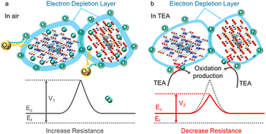 Graphical abstract: Controlled evolution of surface microstructure and phase boundary of ZnO nanoparticles for the multiple sensitization effects on triethylamine detection