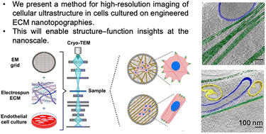 Graphical abstract: An engineered platform to study the influence of extracellular matrix nanotopography on cell ultrastructure