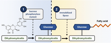Graphical abstract: Enzymatic modification of dihydromyricetin by glucosylation and acylation, and its effect on the solubility and antioxidant activity