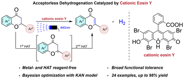 Graphical abstract: Photocatalytic acceptorless dehydrogenation of flavanones by cationic Eosin Y as a bifunctional catalyst
