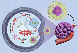 Graphical abstract: A dual-responsive polyurethane nanocarrier for drug release triggered by intracellular GSH and NQO1 enzyme