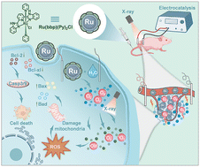 Graphical abstract: In situ oxygen generation by a low-toxicity ruthenium electrocatalyst for multimodal radiotherapy sensitization
