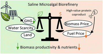Graphical abstract: Saline microalgae cultivation for the coproduction of biofuel and protein in the United States: an integrated assessment of costs, carbon, water, and land impacts