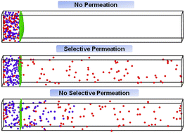 Graphical abstract: Demixing of an active-passive binary mixture through a two-dimensional elastic meshwork