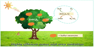 Graphical abstract: Incorporation of sulfur vacancies in the ZnIn2S4 photoanode for highly efficient photoelectrochemical water splitting and urea oxidation
