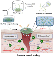 Graphical abstract: A composite dressing combining ultralong hydroxyapatite nanowire bio-paper and a calcium alginate hydrogel accelerates wound healing