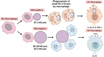 Graphical abstract: Immunomodulatory effects of calcium phosphate microspheres: influences of particle size on macrophage polarization and secretion patterns