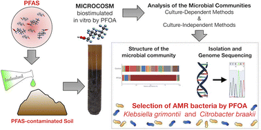 Graphical abstract: Per- and polyfluoroalkyl substances (PFAS) as environmental drivers of antimicrobial resistance: insights from genome sequences of Klebsiella grimontii and Citrobacter braakii isolated from contaminated soil