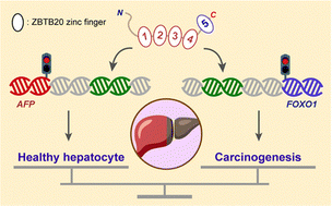 Graphical abstract: Regulation of carcinogenesis through multiple zinc fingers in ZBTB20