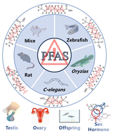 Graphical abstract: Advancing the understanding of PFAS-induced reproductive toxicity in key model species