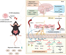 Graphical abstract: High GABA-producing Lactococcus lactis ZFM559 and its derived GABA alleviate chronic unpredictable mild stress (CUMS)-induced depression via the “microbiota–brain” axis
