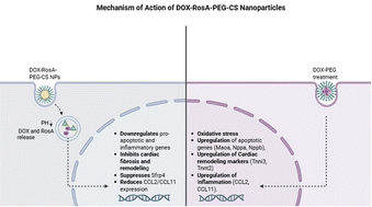 Graphical abstract: Rosmarinic acid attenuates doxorubicin-induced cardiotoxicity: bio-nanocarrier system development and an in vitro study using H9c2 rat cardiomyocytes