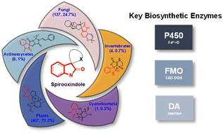 Graphical abstract: Discovery, bioactivities and biosynthesis of spirooxindole alkaloids