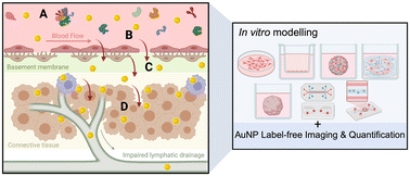 Graphical abstract: Gold nanoparticle transport across tumour-associated biological barriers: in vitro models, imaging, and quantification
