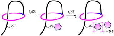 Graphical abstract: Iterative glycosylation on a single residue of a mature lasso peptide