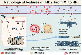Graphical abstract: Progress of nanomaterials in the treatment of ischemic heart disease
