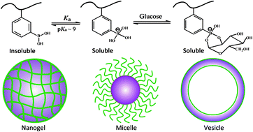 Graphical abstract: Phenylboronic acid-based glucose-responsive polymeric nanoparticles: synthesis and applications in drug delivery