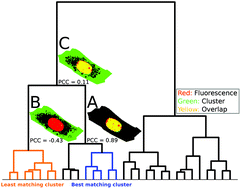 Graphical abstract: Colocalization of fluorescence and Raman microscopic images for the identification of subcellular compartments: a validation study