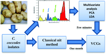 Graphical abstract: Assignment of Colletotrichum coccodes isolates into vegetative compatibility groups using infrared spectroscopy: a step towards practical application