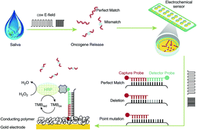 Graphical abstract: Liquid biopsy for detection of actionable oncogenic mutations in human cancers and electric field induced release and measurement liquid biopsy (eLB)