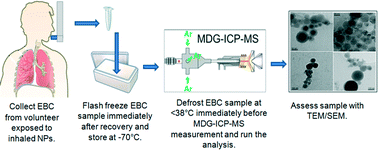 Graphical abstract: A method for the preservation and determination of welding fume nanoparticles in exhaled breath condensate