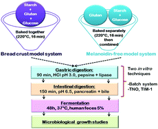 Graphical abstract: Insights into bread melanoidins: fate in the upper digestive tract and impact on the gut microbiota using in vitro systems