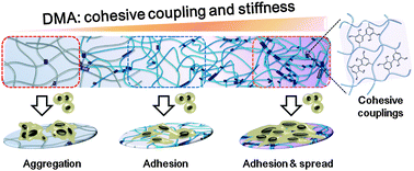 Graphical abstract: Bio-inspired smart hydrogel with temperature-dependent properties and enhanced cell attachment