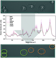 Graphical abstract: Raman spectroscopy as a tool for label-free lymphocyte cell line discrimination