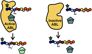 Graphical abstract: Development of a protease-resistant reporter to quantify BCR–ABL activity in intact cells