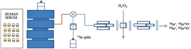 Graphical abstract: Accurate high throughput quantification of selenium in biological samples – the potential of combining isotope dilution ICP-tandem mass spectrometry with flow injection