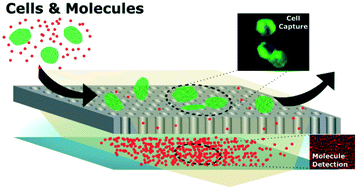 Graphical abstract: Separation and dual detection of prostate cancer cells and protein biomarkers using a microchip device