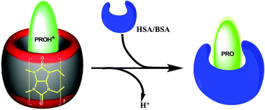 Graphical abstract: Supramolecular guest relay using host-protein nanocavities: an application of host-induced guest protonation