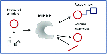 Graphical abstract: Guided folding takes a start from the molecular imprinting of structured epitopes