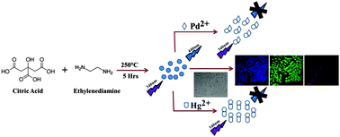 Graphical abstract: Multicolour fluorescent carbon nanoparticle probes for live cell imaging and dual palladium and mercury sensors