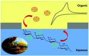 Graphical abstract: Electrochemical behaviour at a liquid-organogel microinterface array of fucoidan extracted from algae